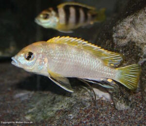 Labidochromis sp. 'perlmutt'
